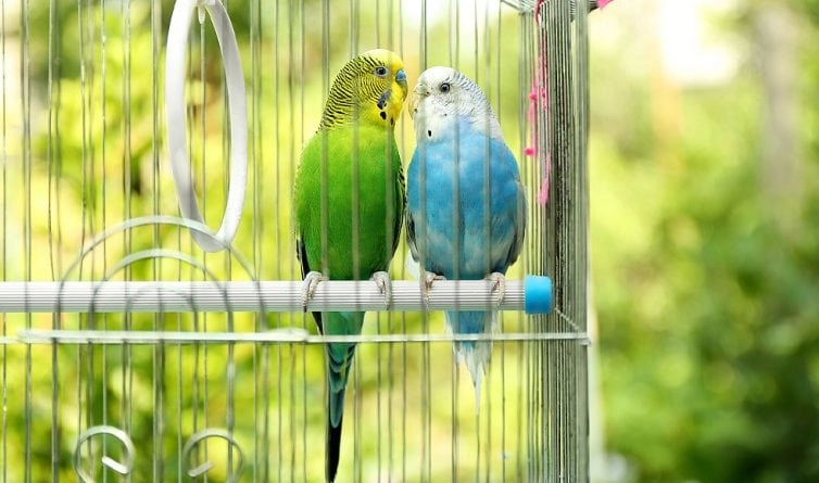 how long do parakeets live