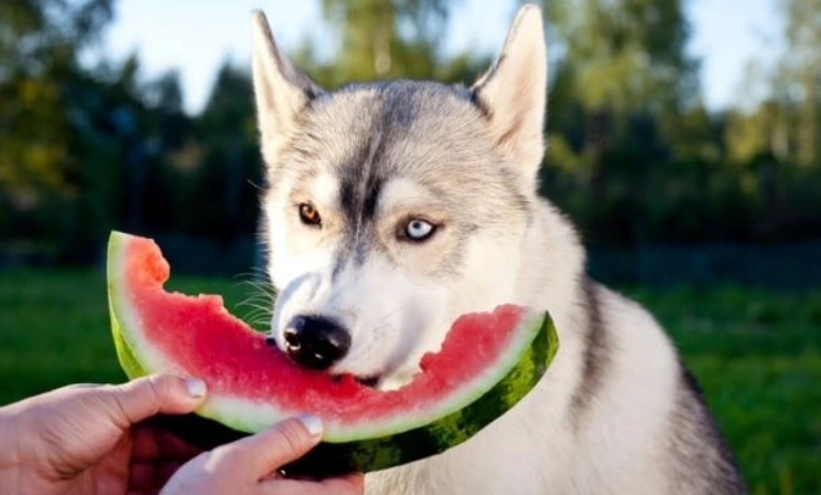 is watermelon rind safe for dogs