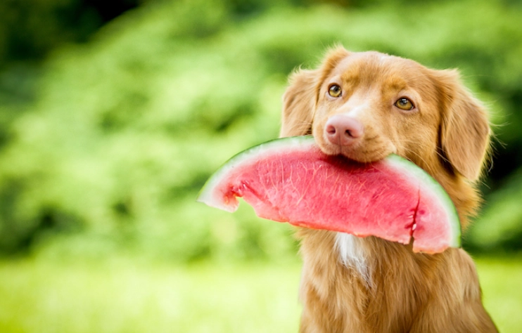 watermelon rind for dogs