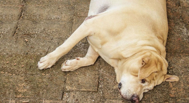 canine bloat emergency