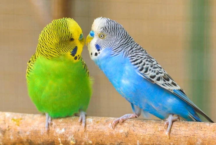 budgie lifespan