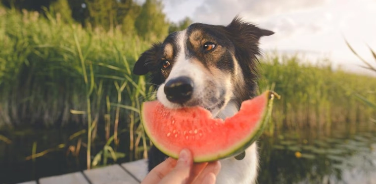 is watermelon rind safe for dogs