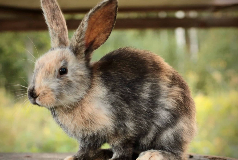 harlequin rabbit care