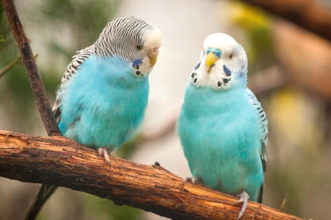 parakeet lifespan
