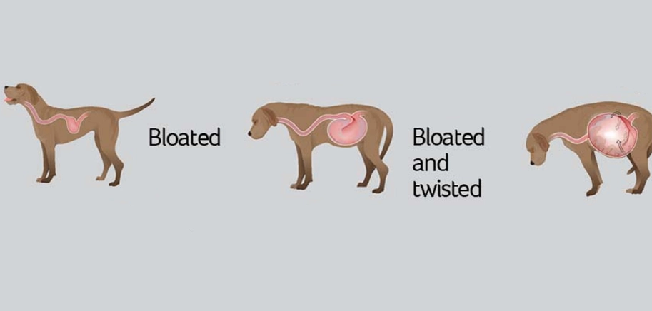dog bloat signs