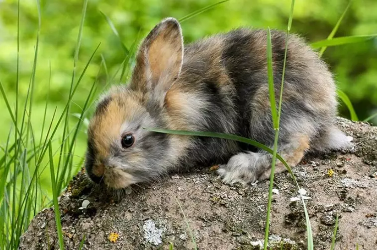 harlequin rabbit breed