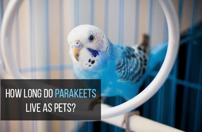 parakeet lifespan