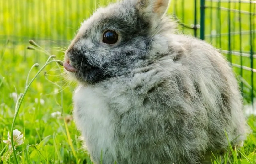 harlequin rabbit breed