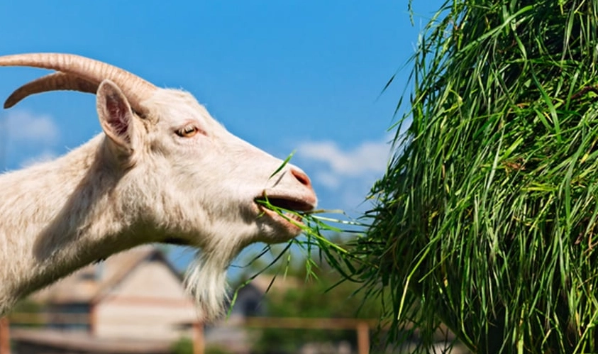 goat diet