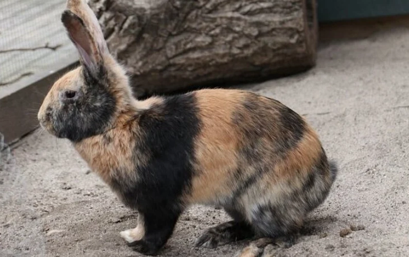 harlequin rabbit colors