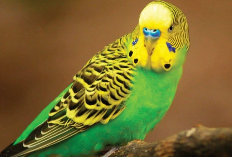 parakeet lifespan