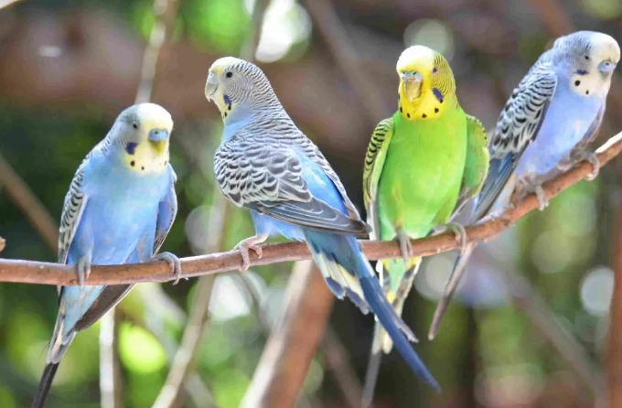 budgie life expectancy