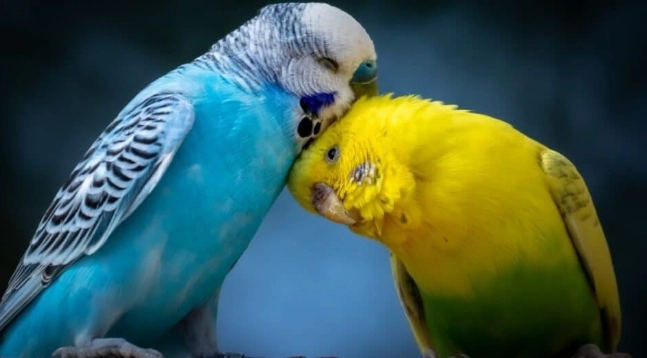 how long do budgies live