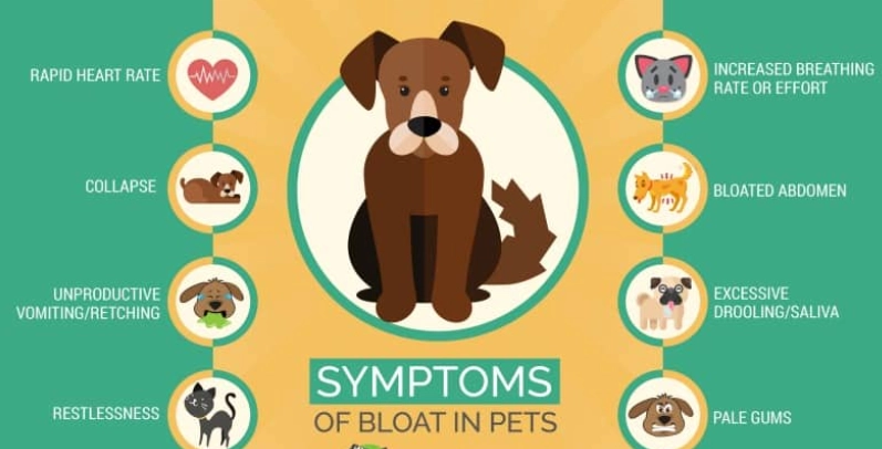 symptoms of bloat in dogs
