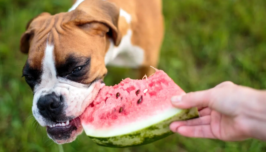 is watermelon rind safe for dogs