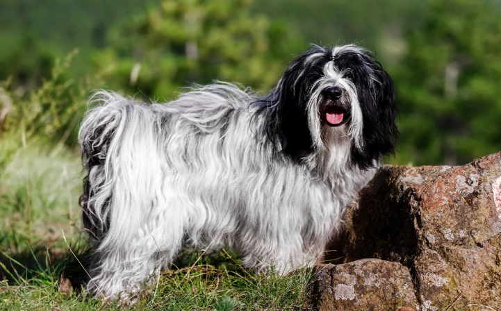 Himalaya Terrier breed