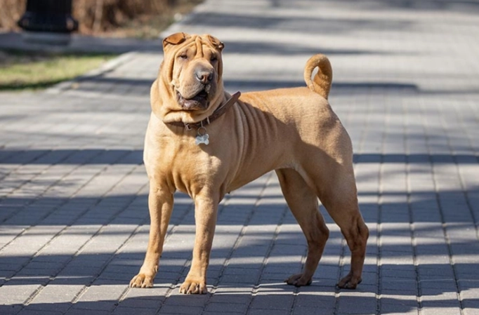sharpei dog