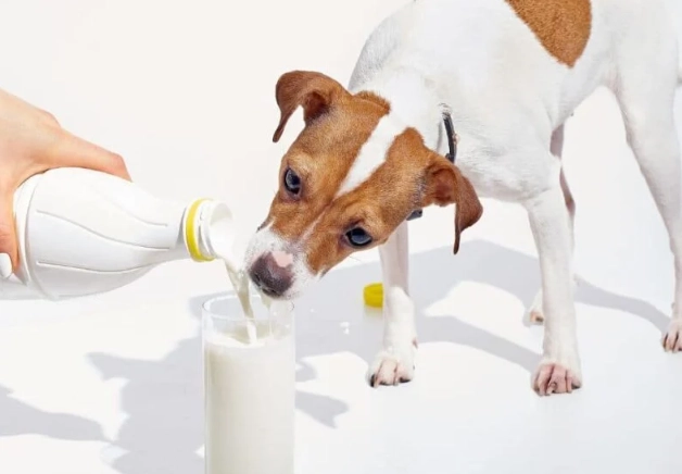 is milk bad for dogs