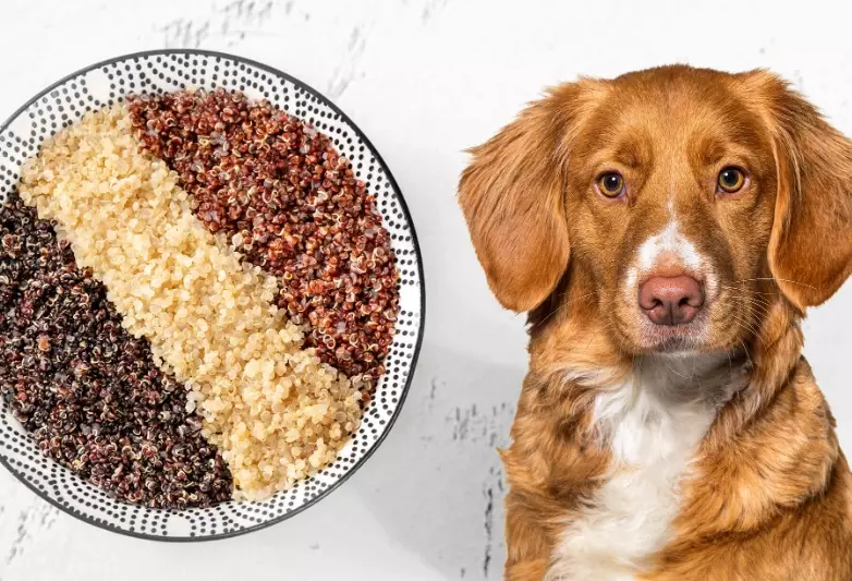 is quinoa safe for dogs