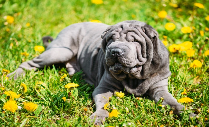 shar pei care