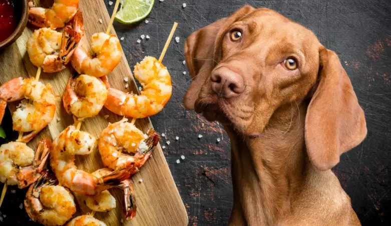 can dogs have shrimp