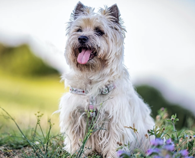 cairn terrier care