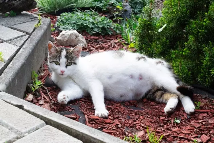 signs your cat is pregnant