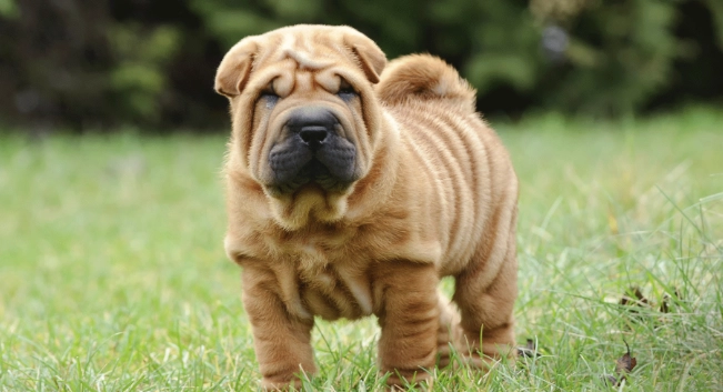 shar pei health problems