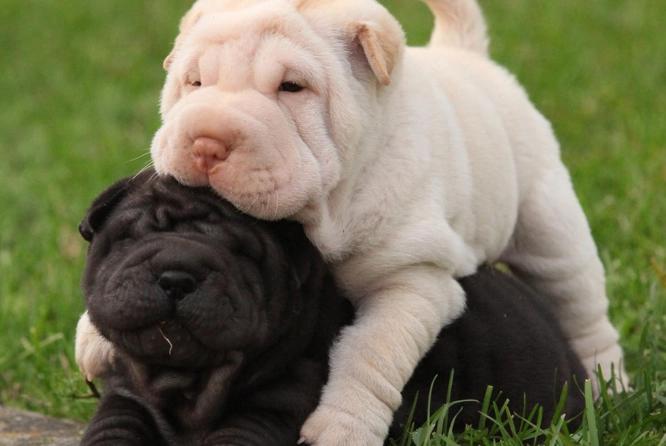 shar pei health problems