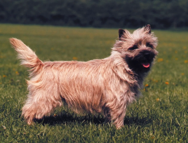 cairn terrier