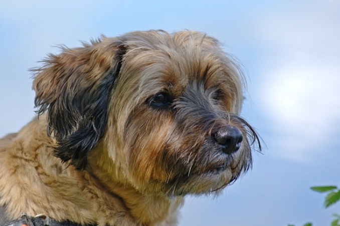 Himalaya Terrier