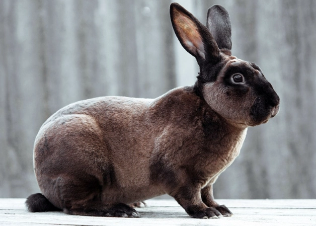 rex rabbit breed
