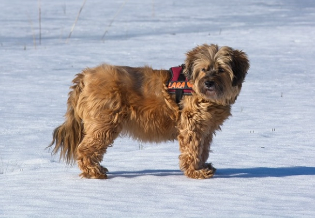 Himalaya Terrier