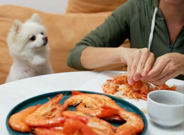 shrimp for dogs