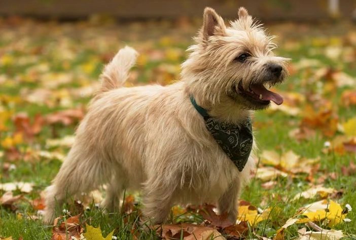 cairn terrier terrier