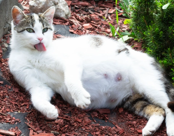 signs your cat is pregnant