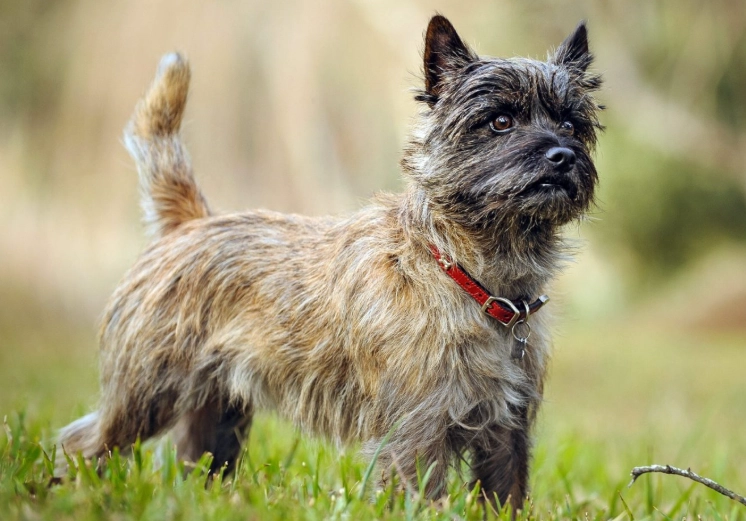 cairn terrier information