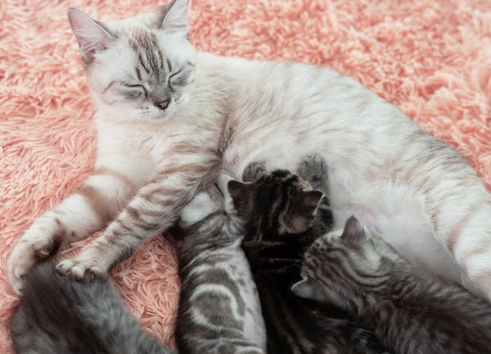 pregnancy cycle of cats