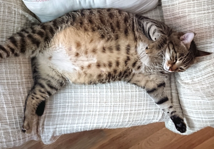 cat pregnancy timeline