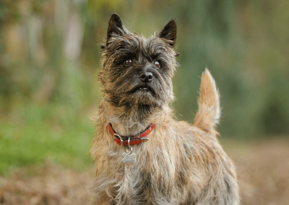 cairn terrier information