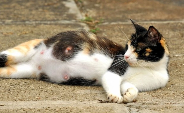 how long are cats pregnant