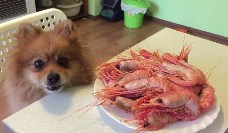 shrimp for dogs