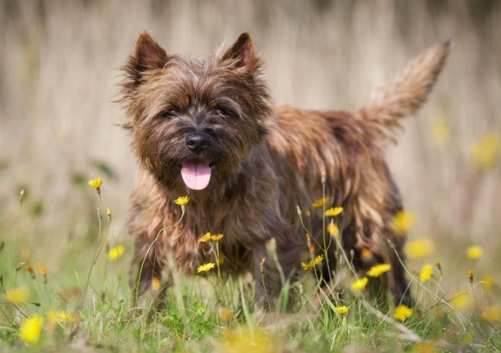 cairn terrier care