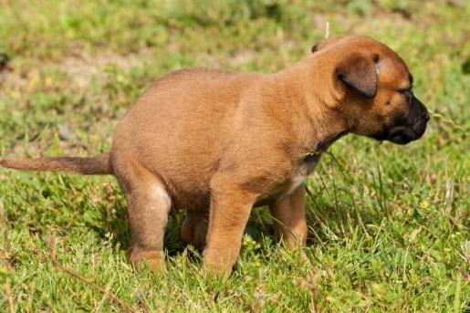 my dog has diarrhea and vomiting