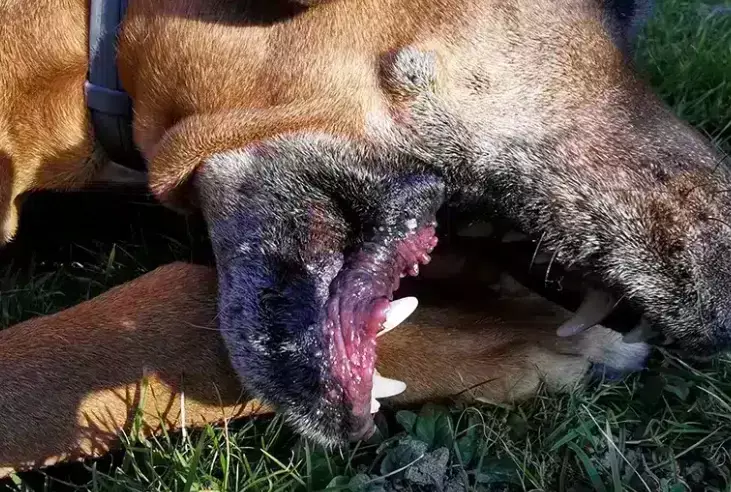 my dog has diarrhea and vomiting