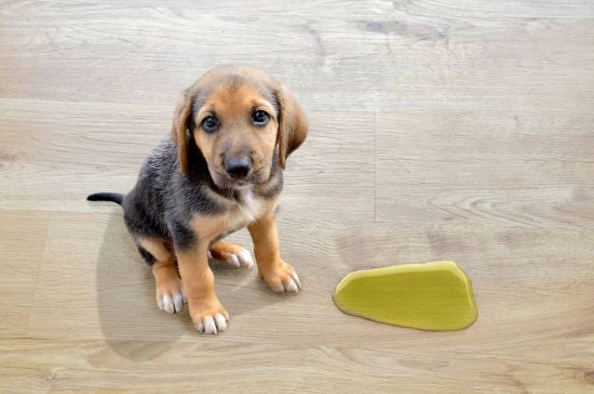 dog urinary tract infection signs