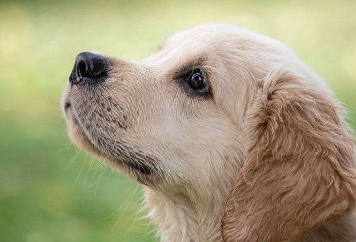 is pork safe for dogs