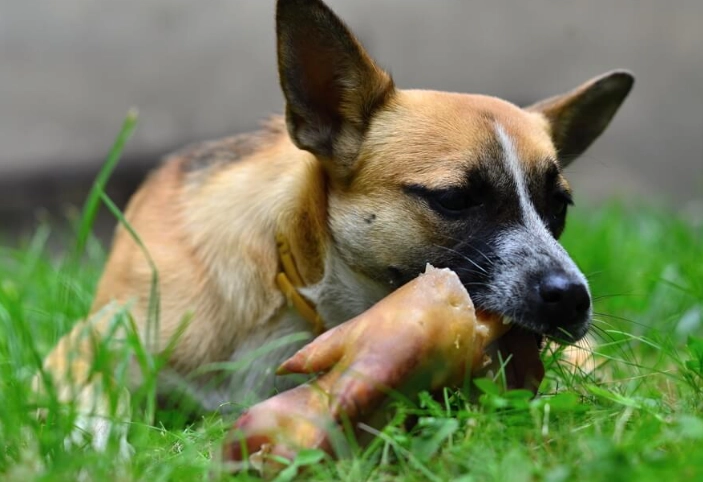 is pork safe for dogs
