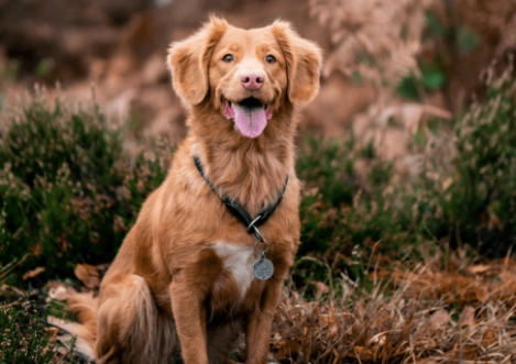 dog diarrhea home remedy