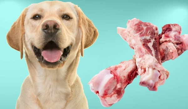 can dogs eat pork